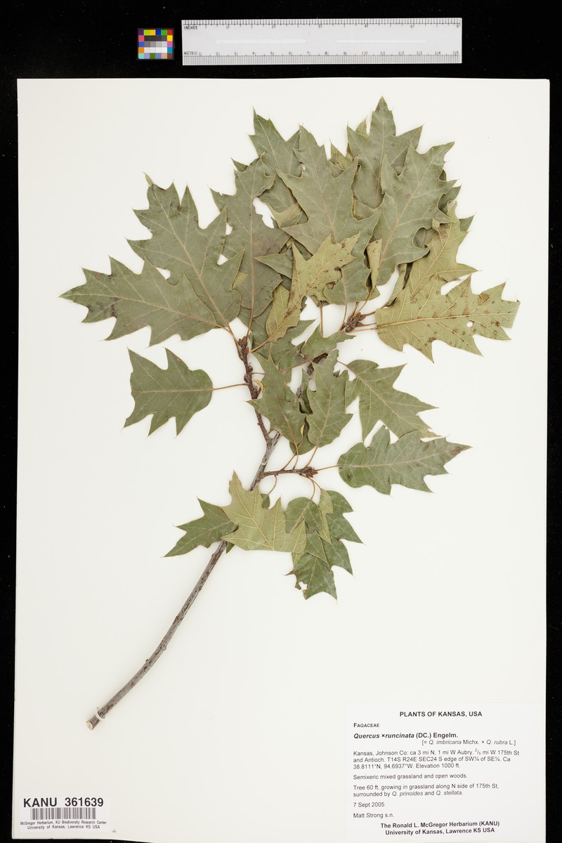 hybrid oak photo 3
