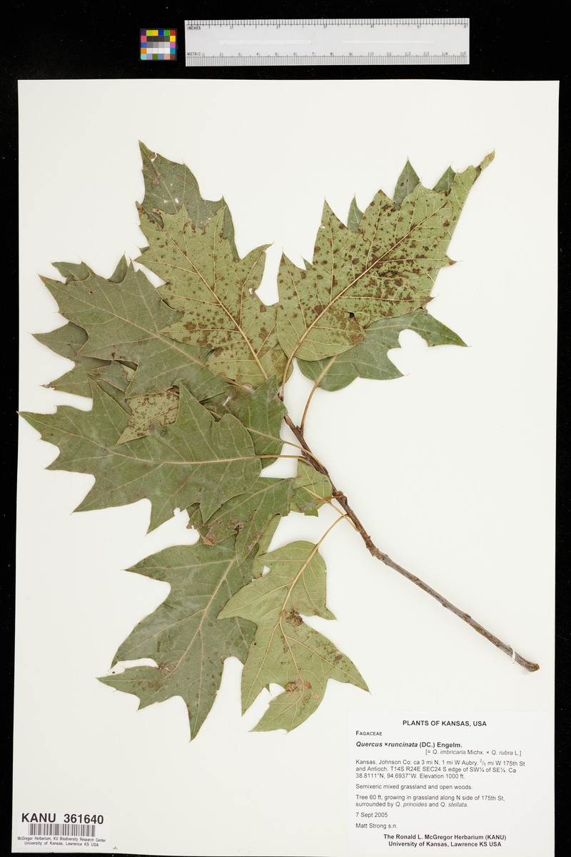 hybrid oak photo 4