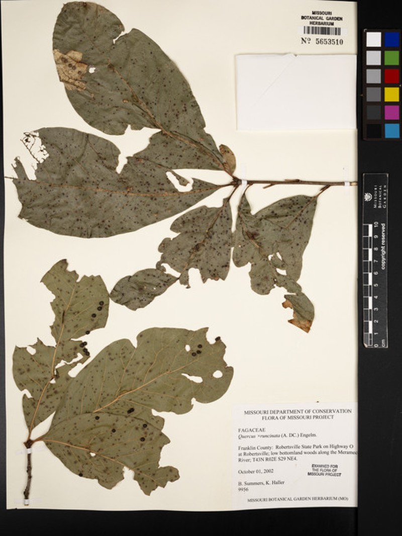 hybrid oak photo 5
