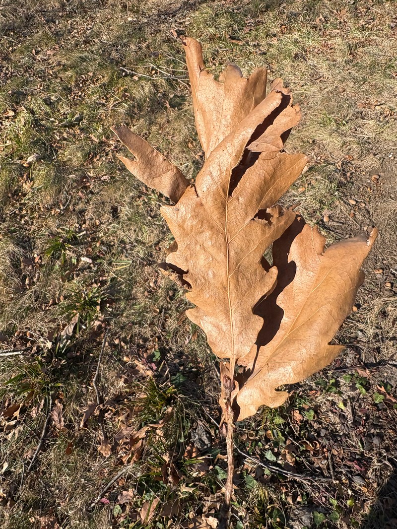 hybrid oak