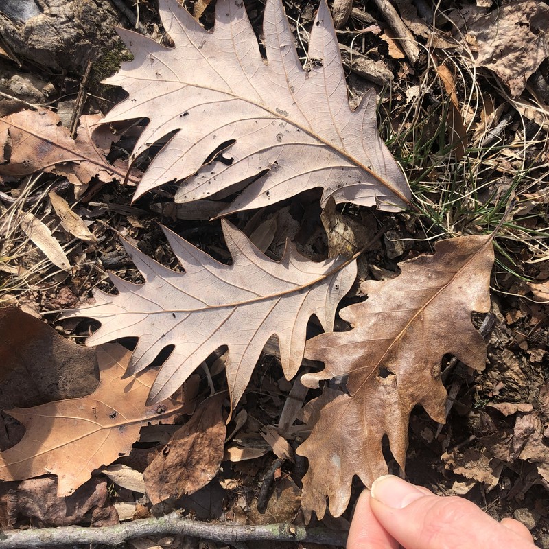 hybrid oak photo 2