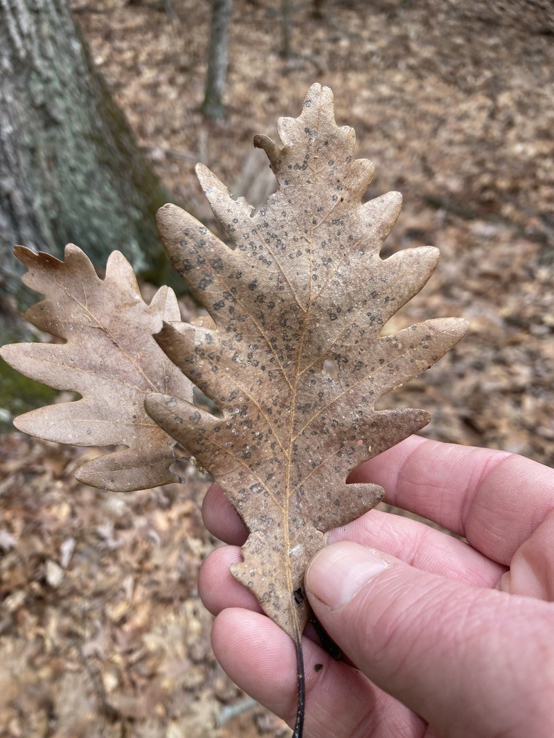 hybrid oak photo 3