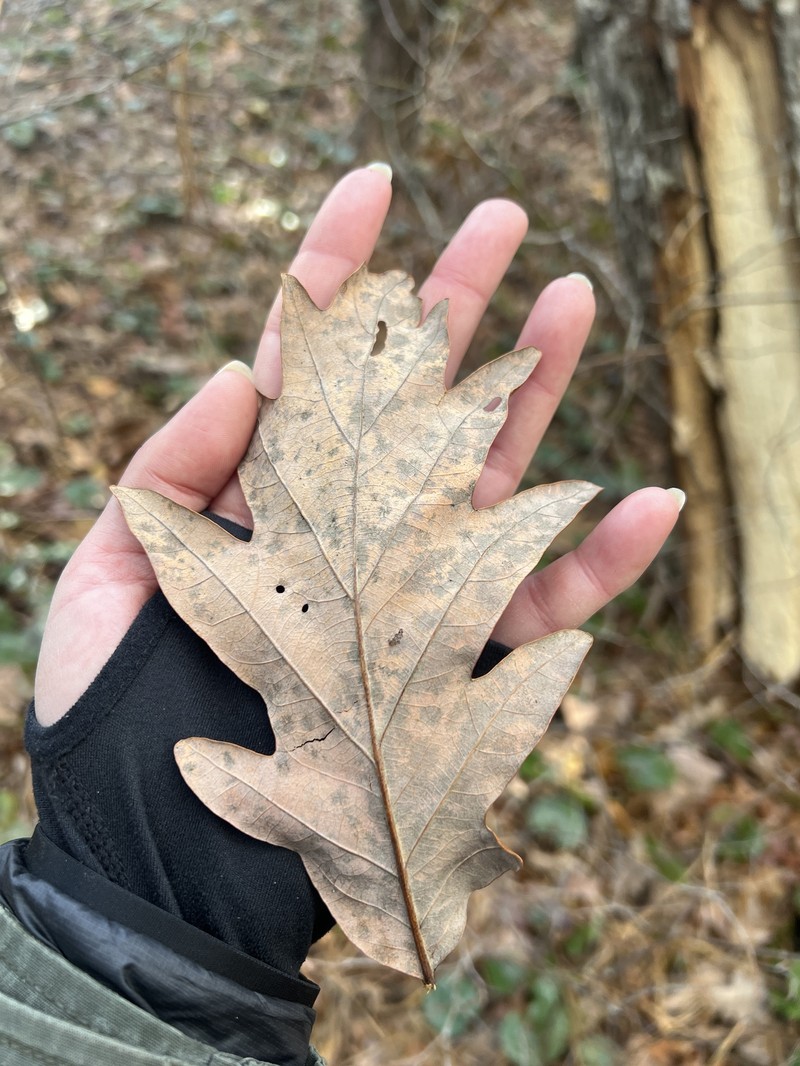 hybrid oak photo 4