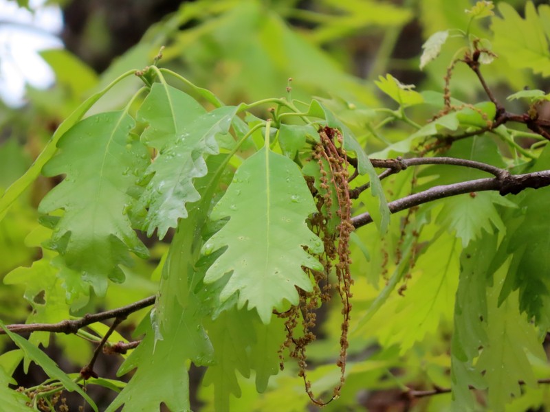 hybrid oak photo 5