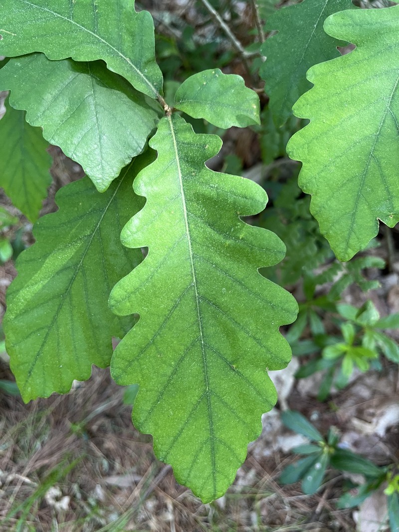 hybrid oak photo 6