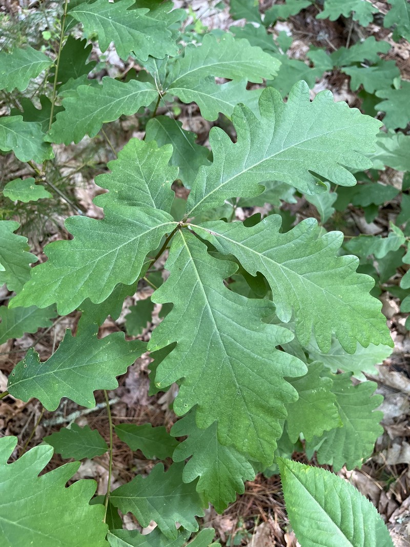 hybrid oak photo 7