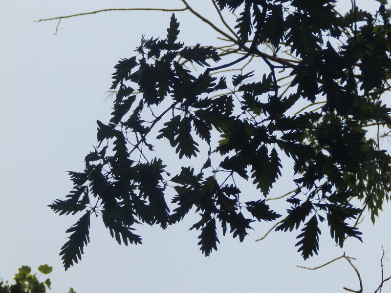 hybrid oak photo 8