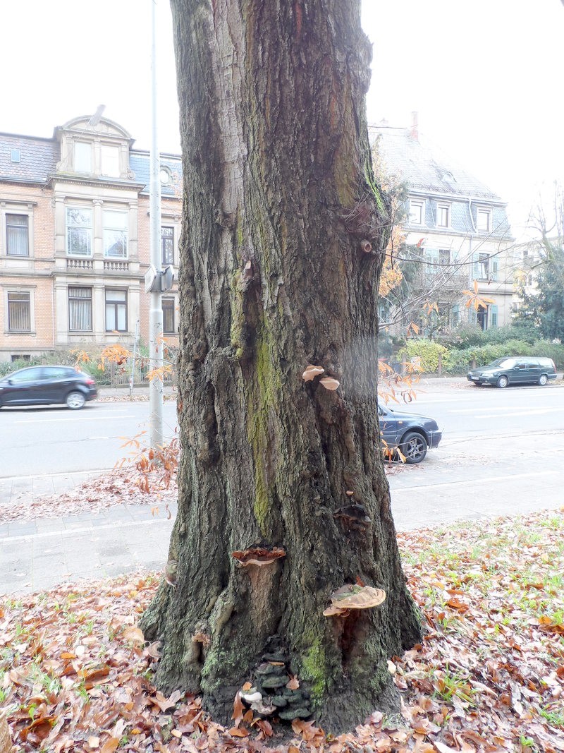hybrid oak photo 5