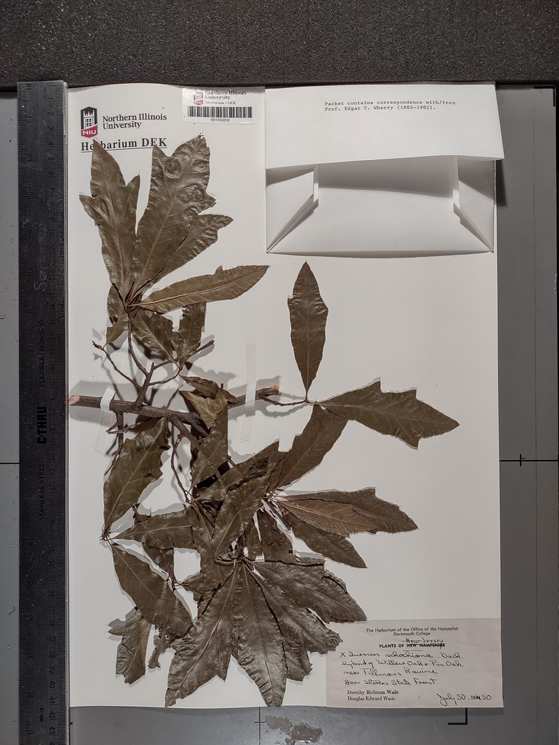 hybrid oak