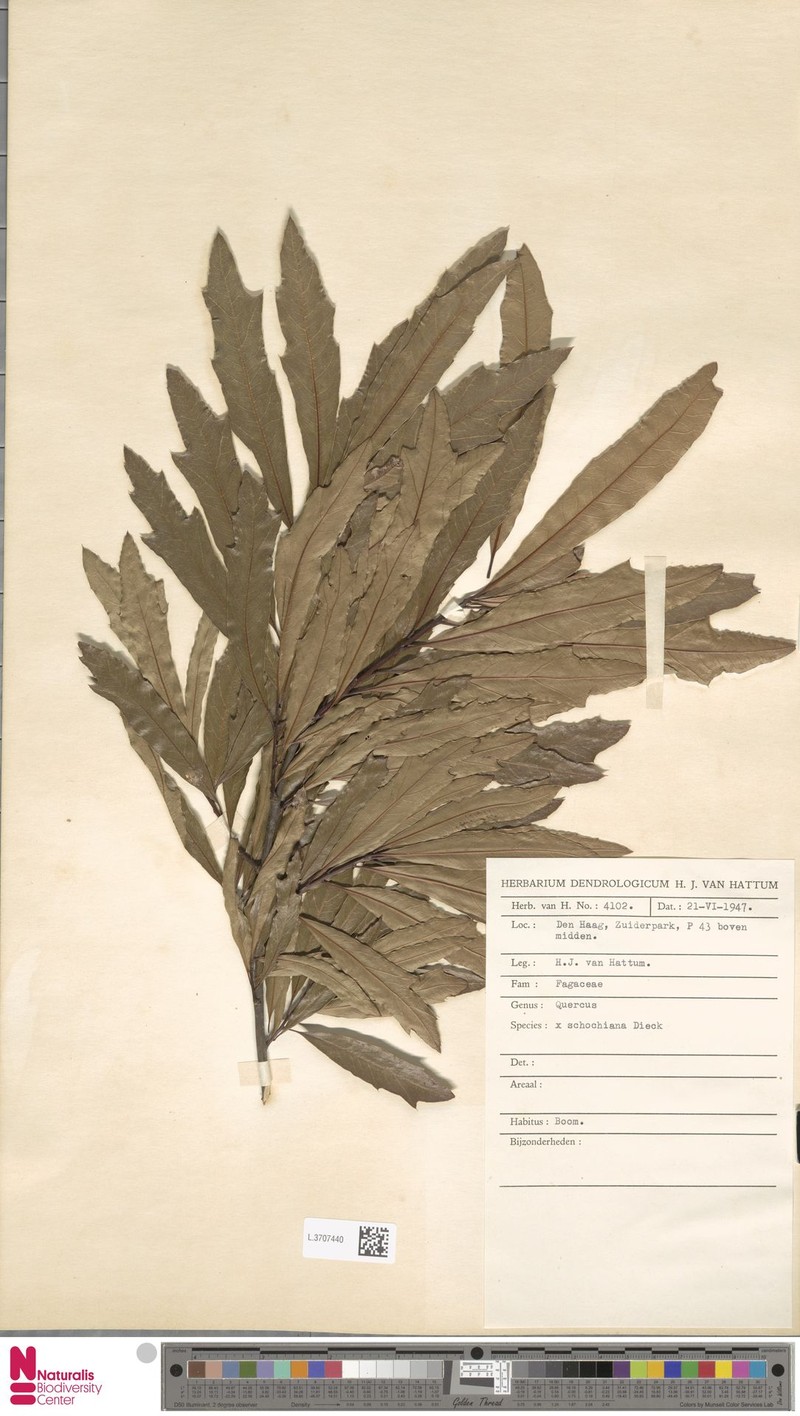 hybrid oak photo 2