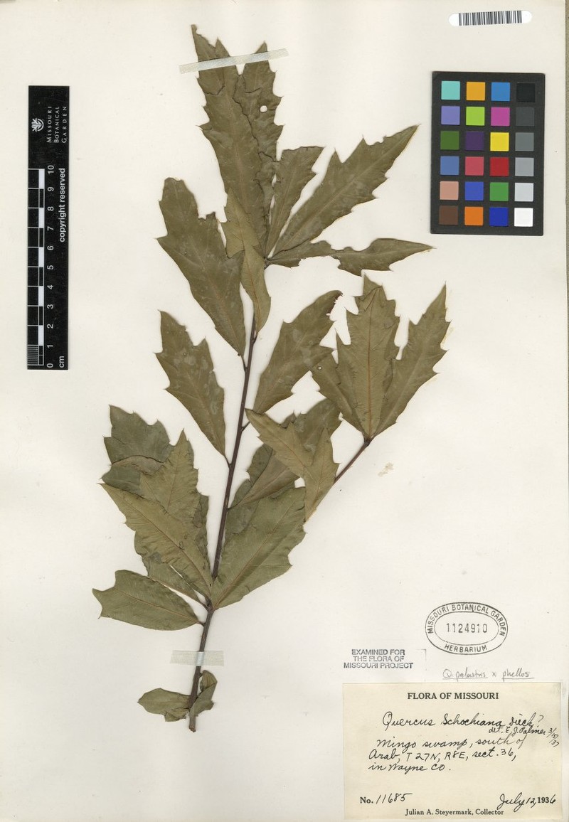 hybrid oak photo 4