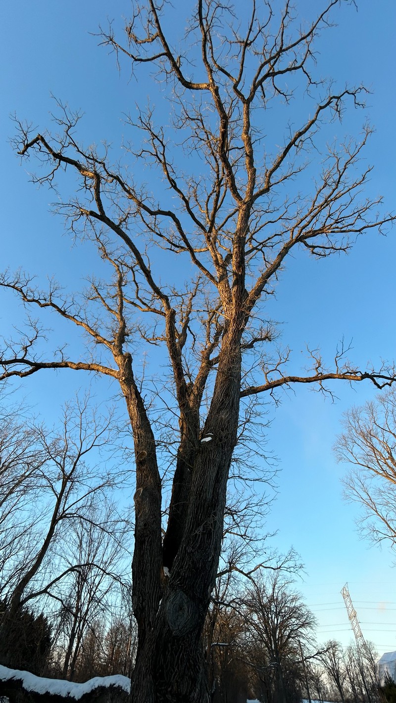 hybrid oak