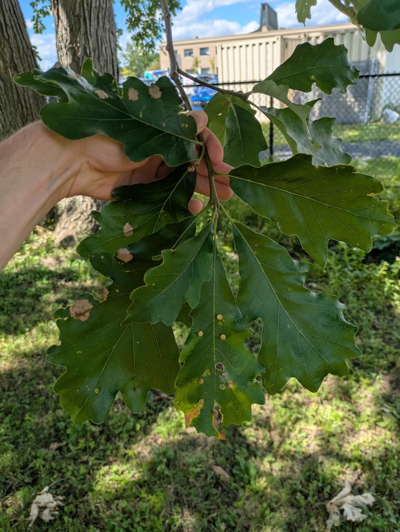 hybrid oak photo 2