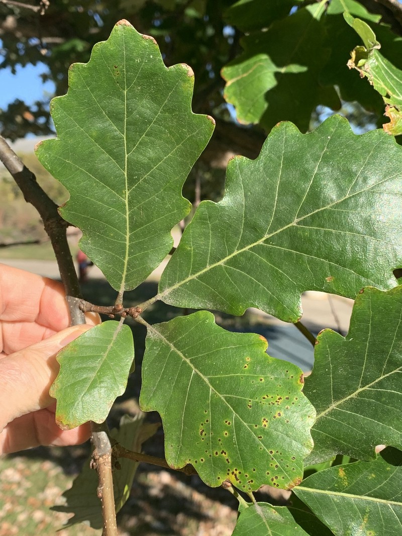 hybrid oak photo 3