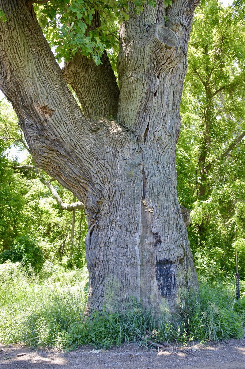hybrid oak photo 4