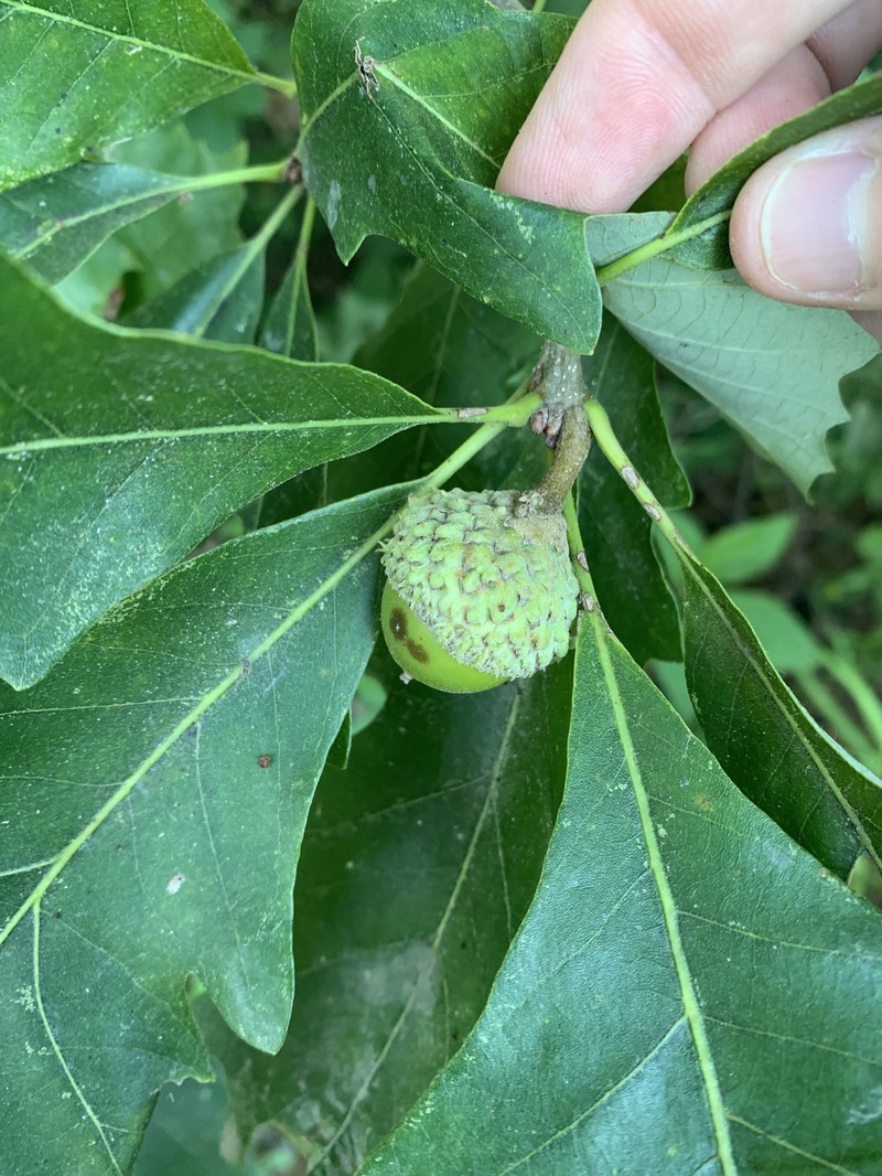 hybrid oak photo 5