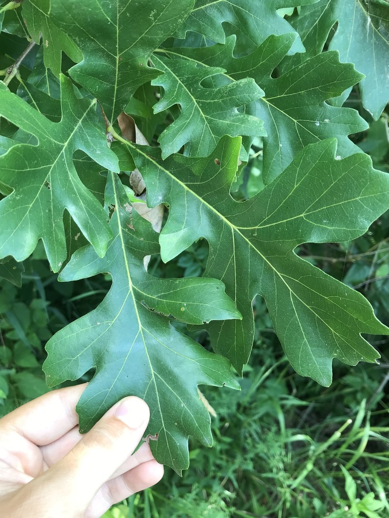 hybrid oak photo 6
