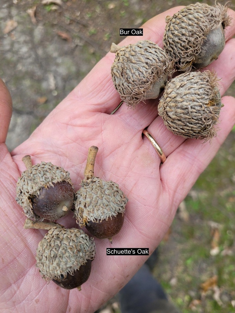 hybrid oak photo 7