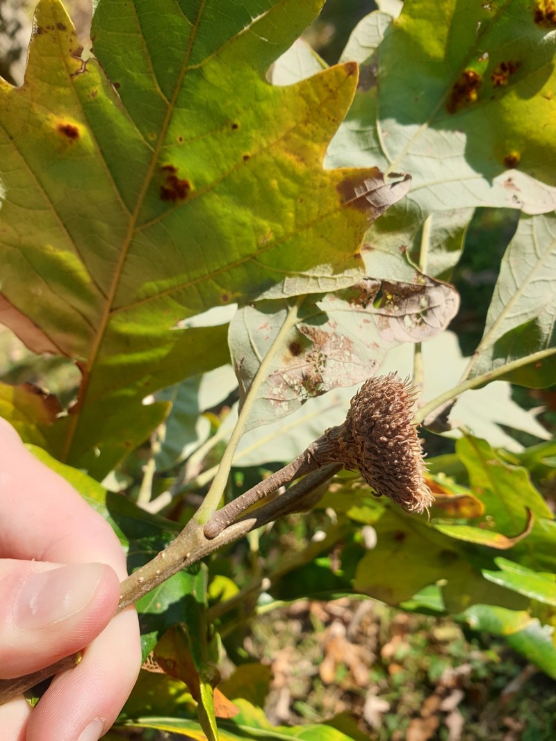 hybrid oak photo 8
