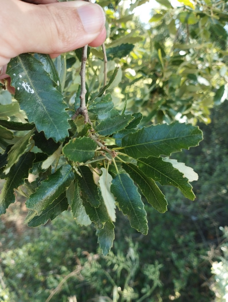 Quercus × senneniana