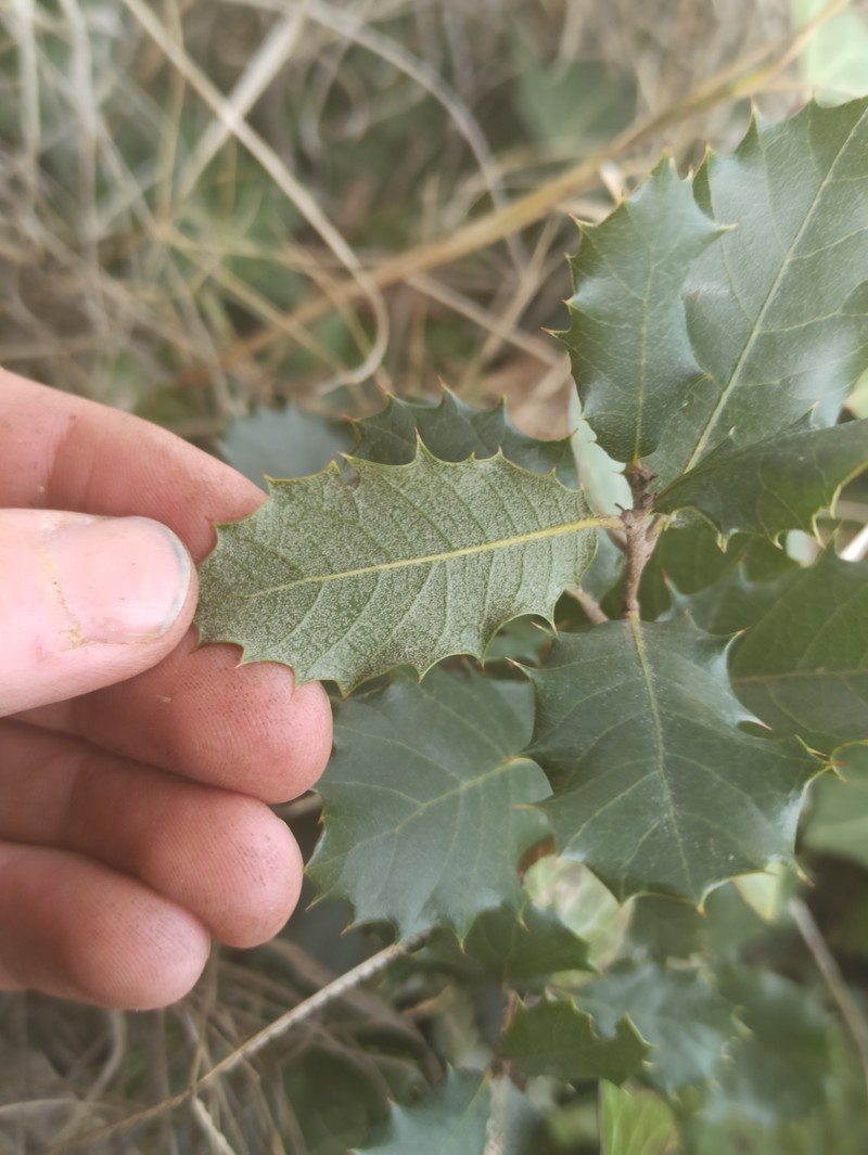 Quercus × senneniana photo 2