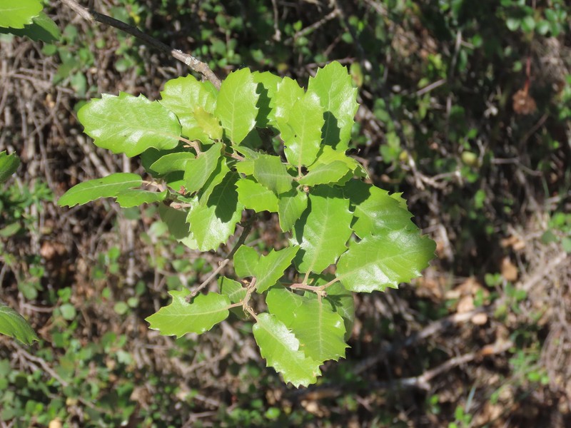 Quercus × senneniana photo 3
