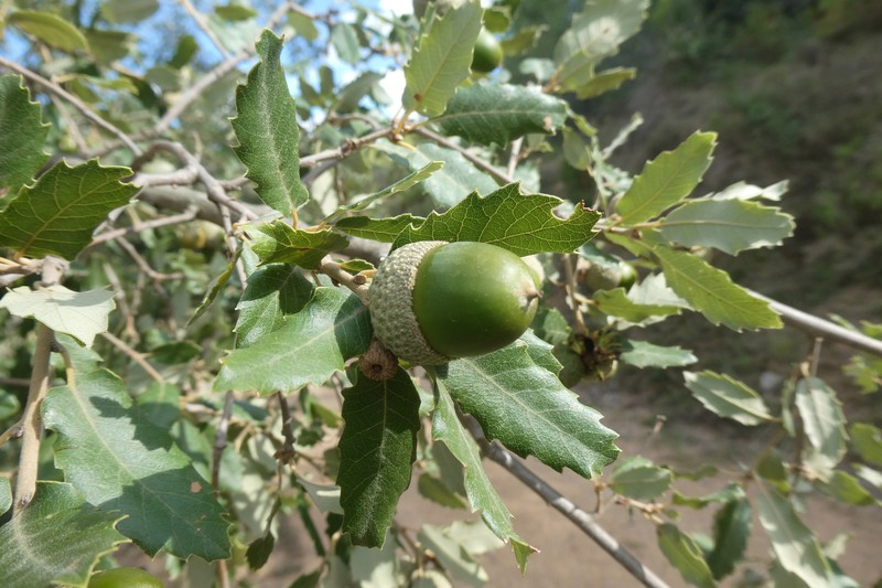 Quercus × senneniana photo 4