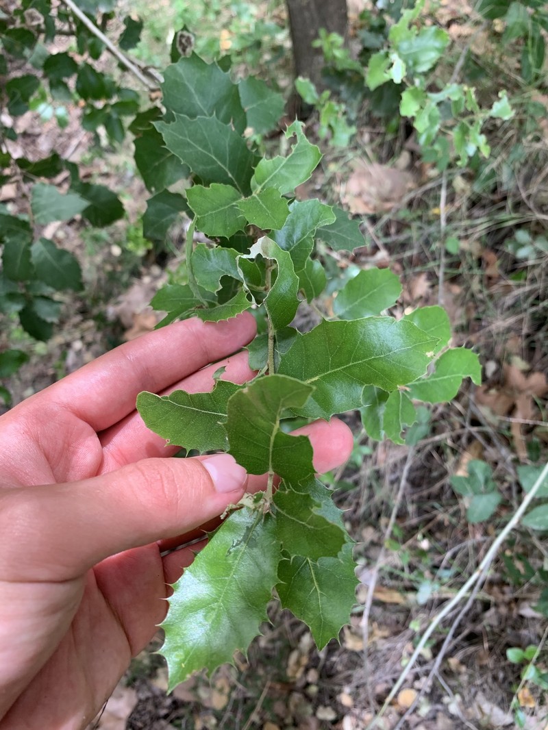 Quercus × senneniana photo 5