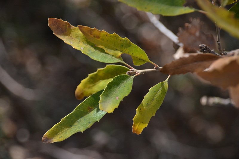 Quercus × senneniana photo 6