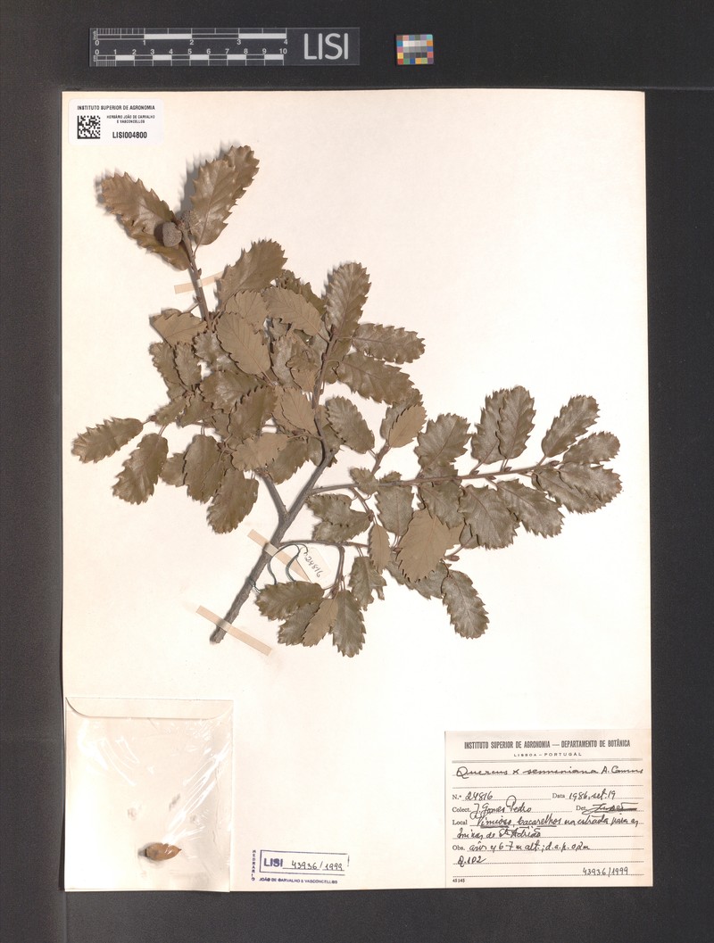 Quercus × senneniana photo 7