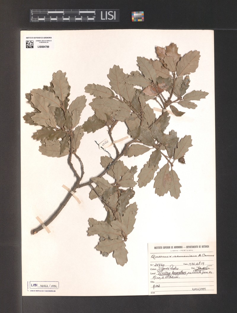Quercus × senneniana photo 8