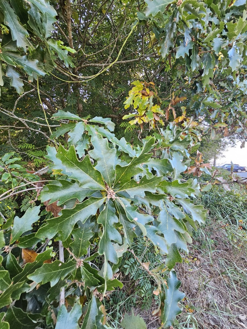 hybrid oak