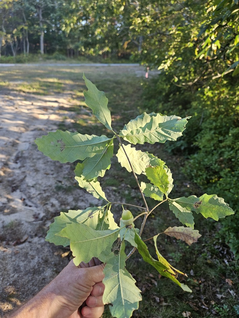 hybrid oak photo 2