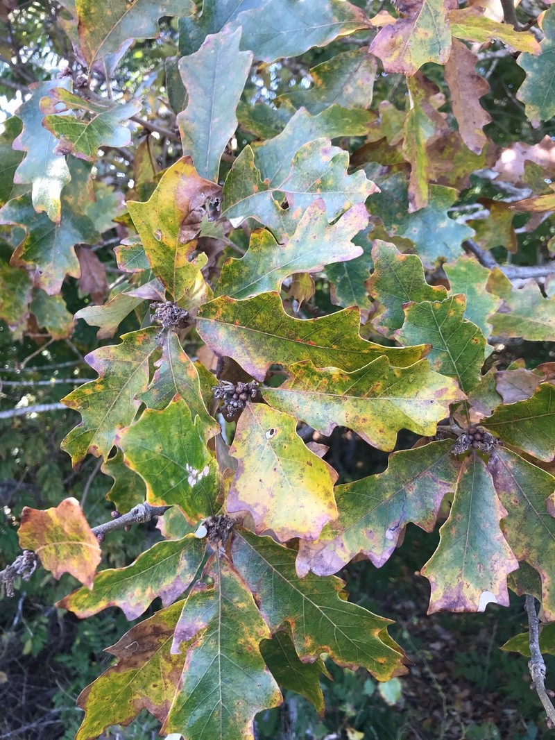 hybrid oak photo 3