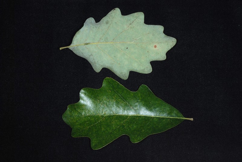 hybrid oak photo 4
