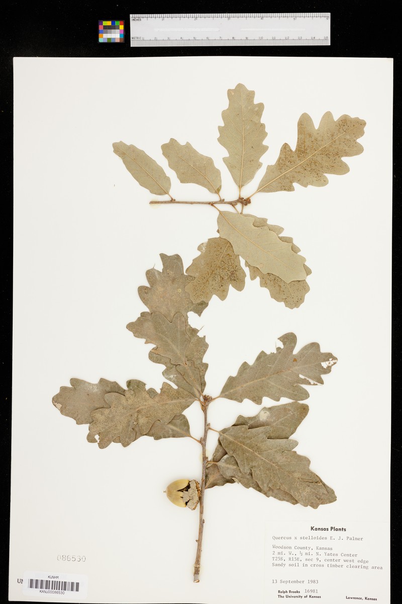 hybrid oak photo 5