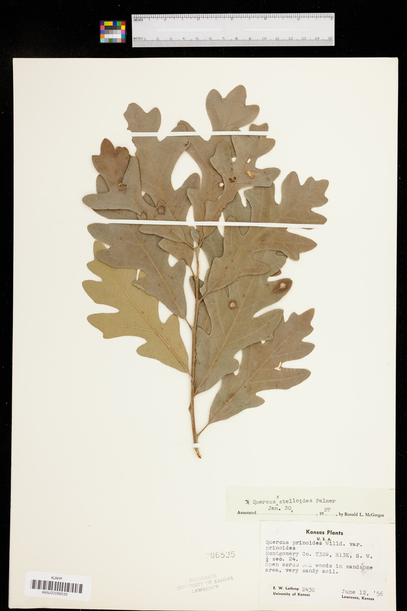 hybrid oak photo 6