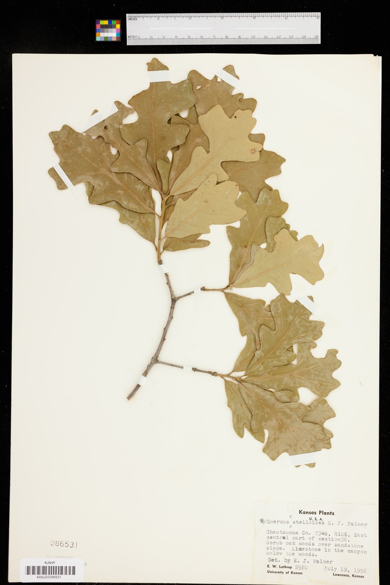 hybrid oak photo 7