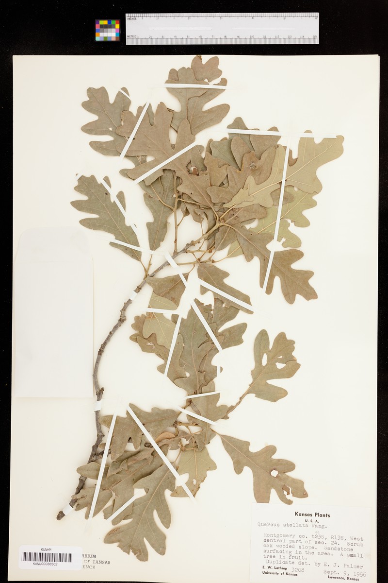 hybrid oak photo 8