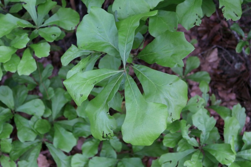 hybrid oak