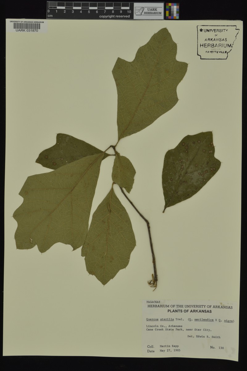 hybrid oak photo 3