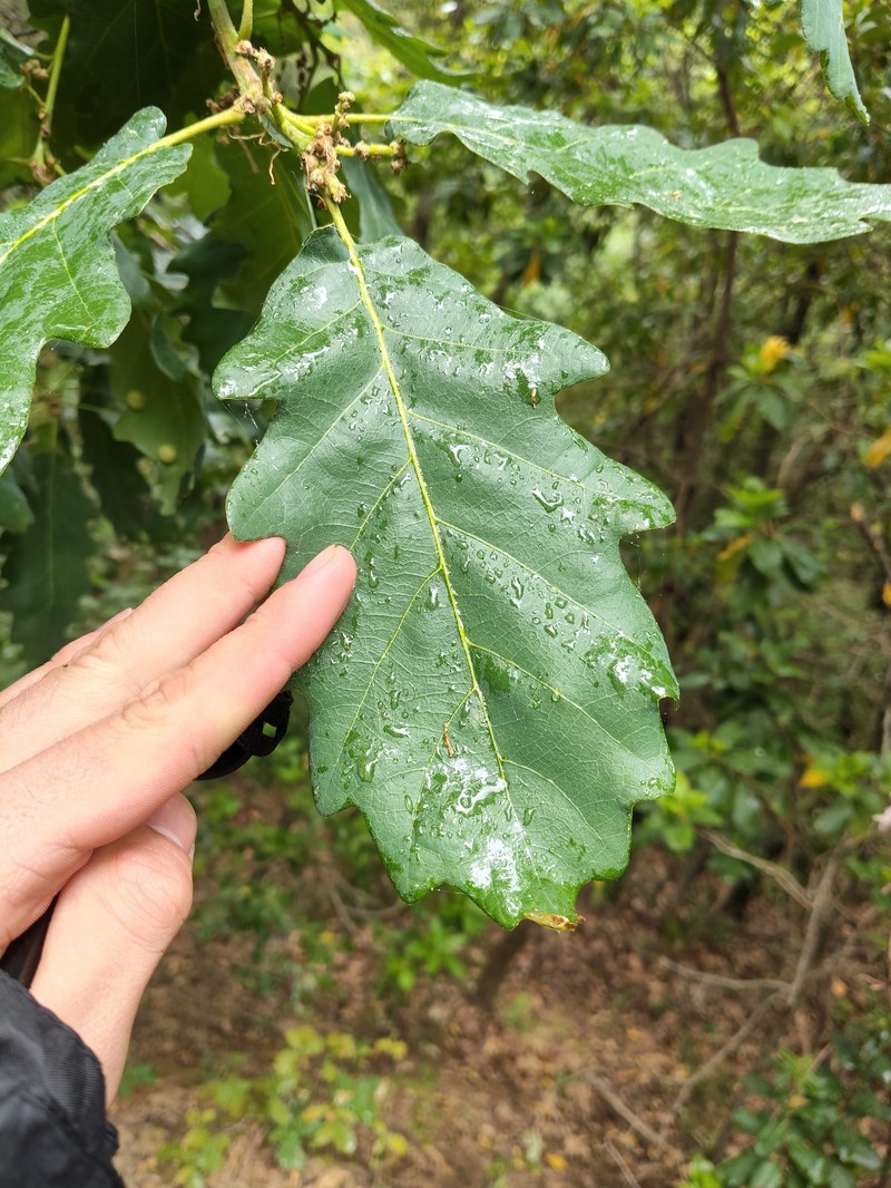 Quercus × streimii