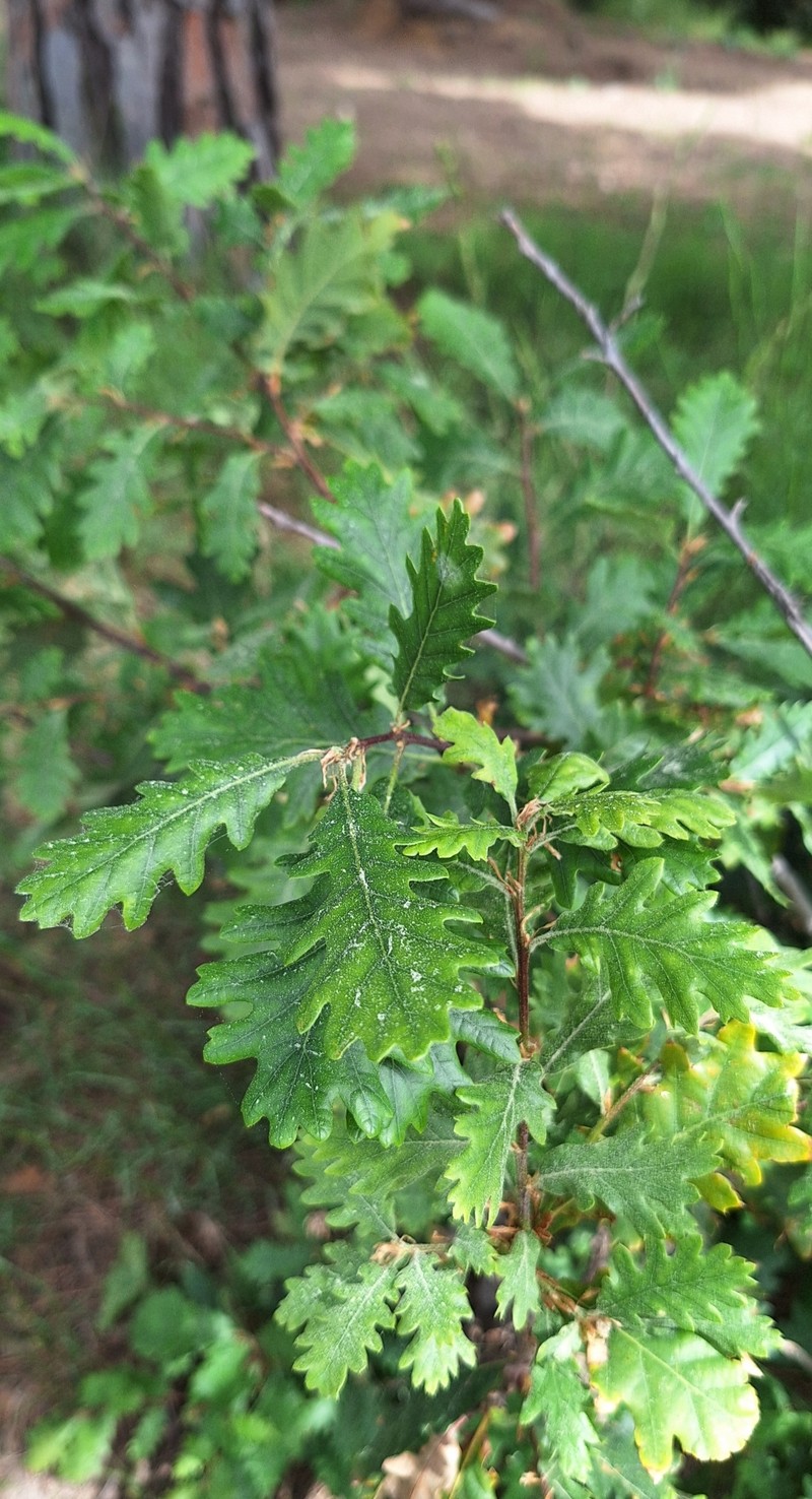Quercus × streimii photo 2