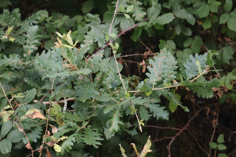 Quercus × streimii photo 3
