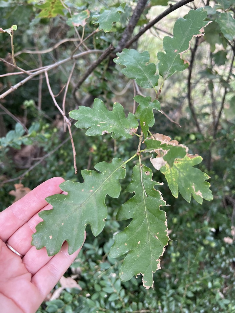 Quercus × streimii photo 4