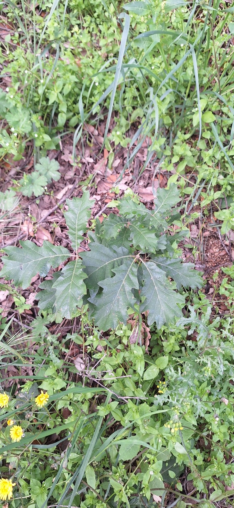 Quercus × streimii photo 5
