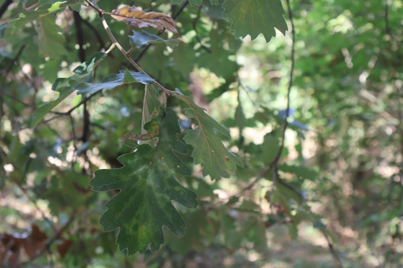 Quercus × streimii photo 7