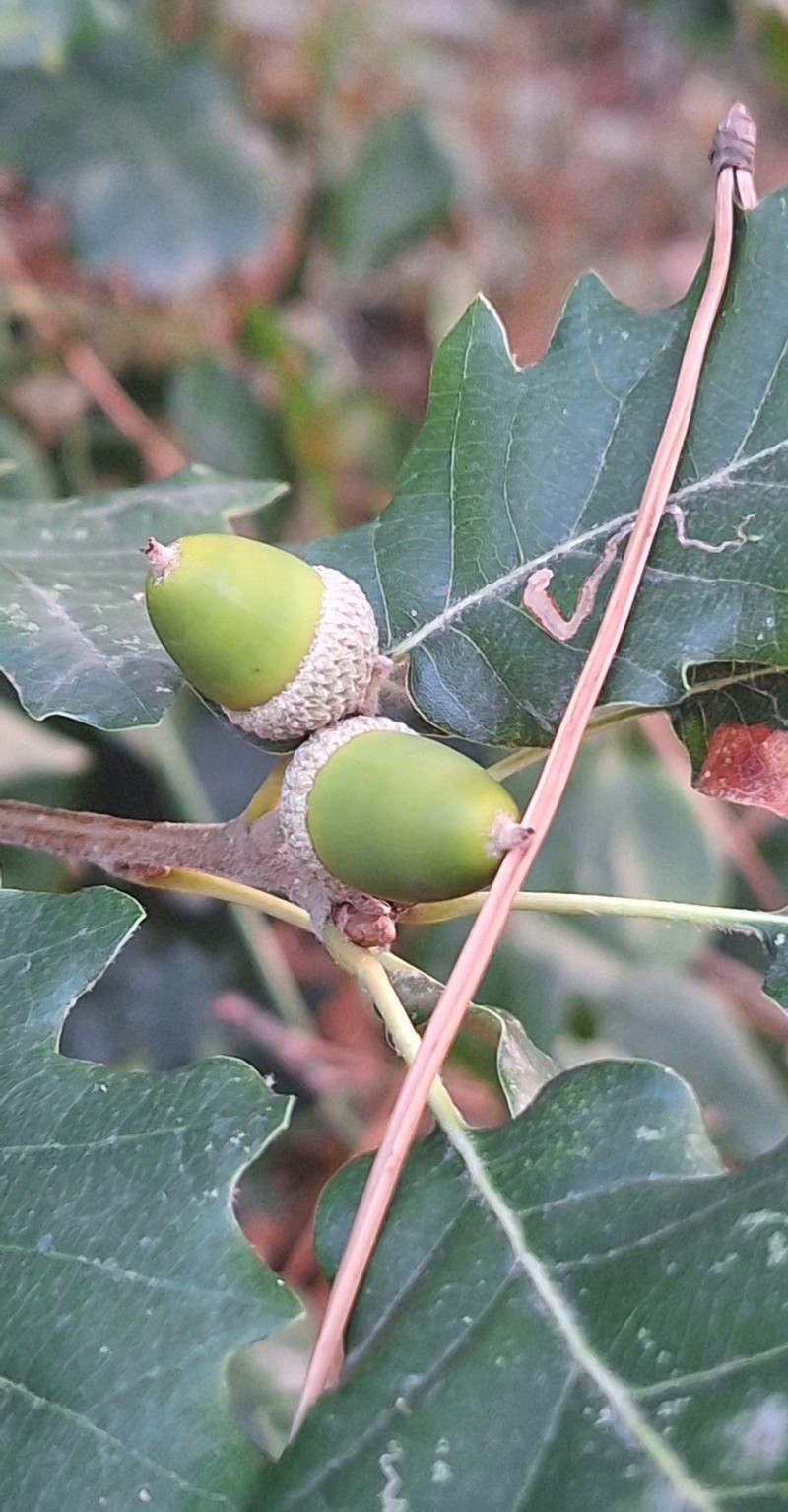 Quercus × streimii photo 8