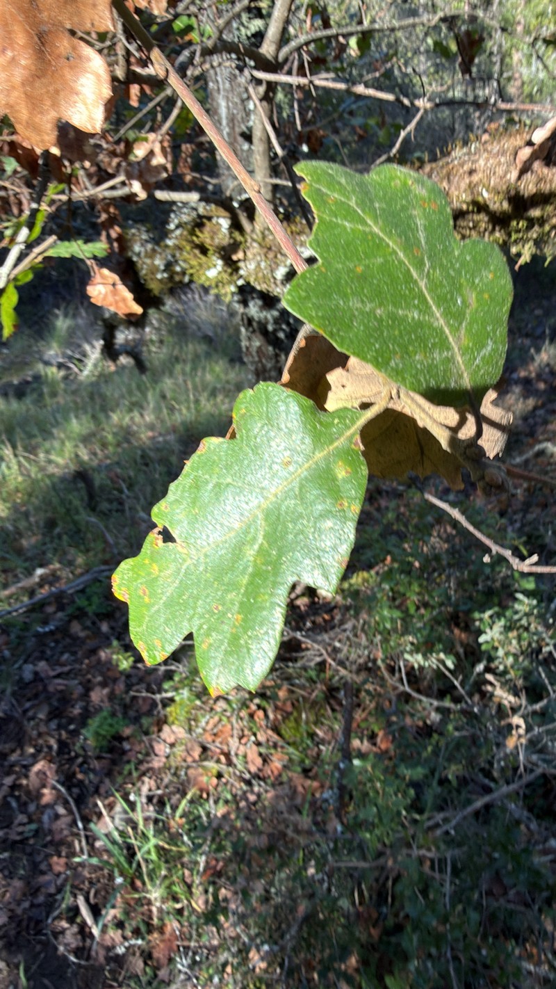 hybrid oak