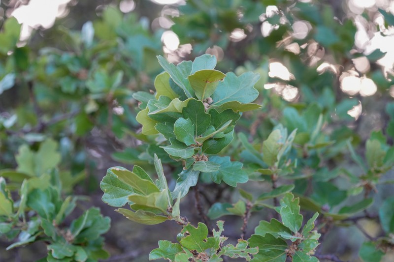 hybrid oak photo 2